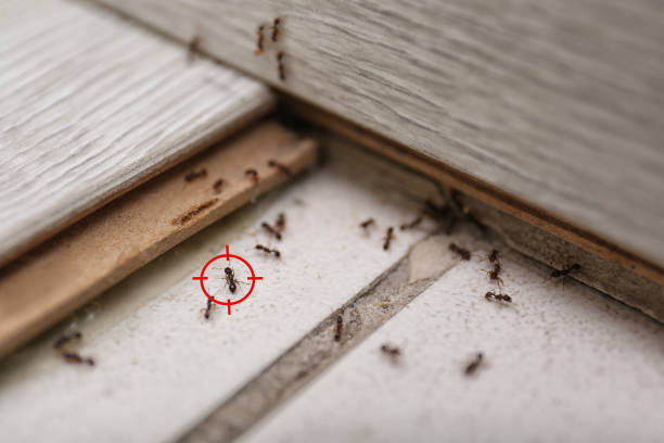 Best Mosquito Control Services  in Palmetto, FL